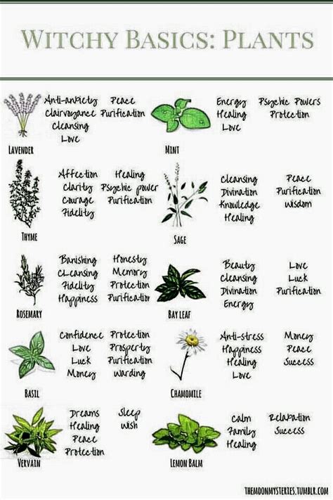 Meanings behind witch herbs